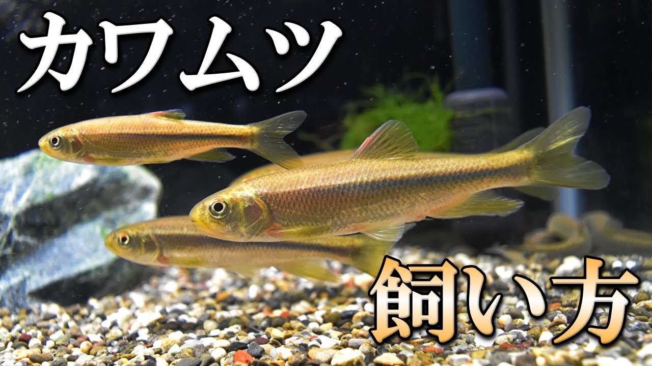 カワムツの飼い方！餌やり・水換え方法と捕まえてから水槽に入れる手順