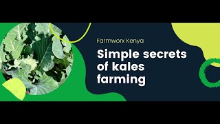 The simple secrets of kale Farming