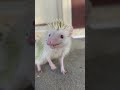 headghog