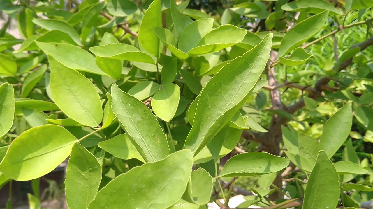 Bael 's leaf juice helps to reduce inflammation