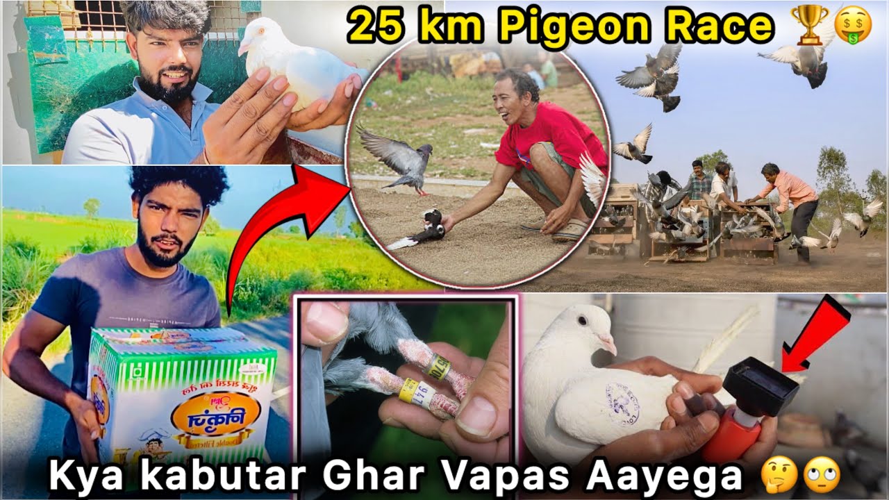 25 km dur se Kabutar Udaya 😳 || Pigeon Race Live 🕊️ || Kya Vapas Ghar aayega 😯