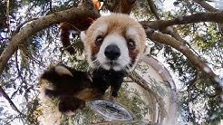 千葉市動物公園 公式 Youtube