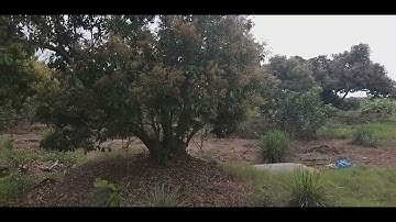 CÂY VẢI THIỀU KHỞI SẮC VỤ HOA MÙA NĂM 2023 CÂY NÀO HOA CŨNG SAI TRĨU BÁO HIỆU MỘT MÙA VẢI BỘI THU.