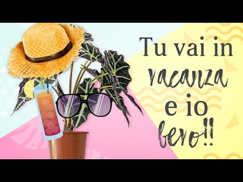 Video: Piante in crescita per le vacanze - Come prendersi cura delle piante per le vacanze