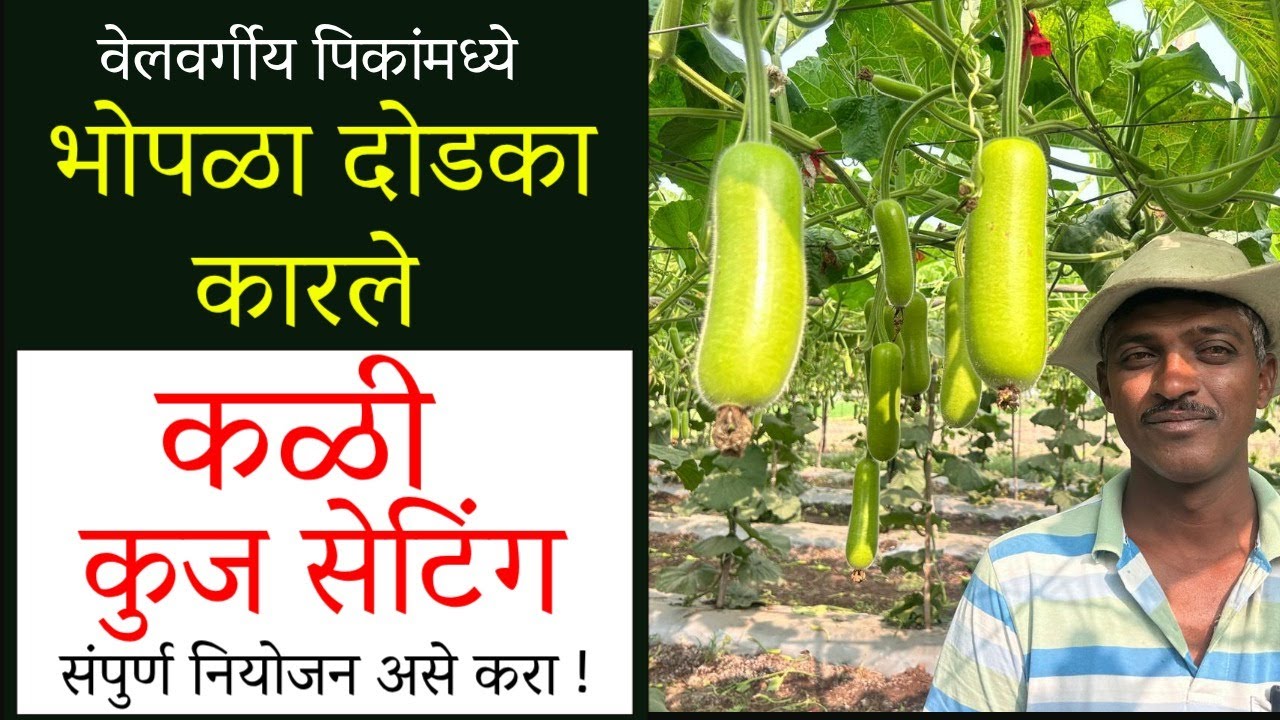 वेलवर्गीय पिकांमध्ये भोपळा दोडका कारले कळी कुज सेटिंग संपुर्ण नियोजन | डॉक्टर ॲग्रीवाला