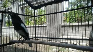 KACER ISIAN CEKAKAK BIKIN LAWAN TAMBAH EMOSI