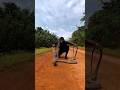 I Tried To Catch A Snake From Behind