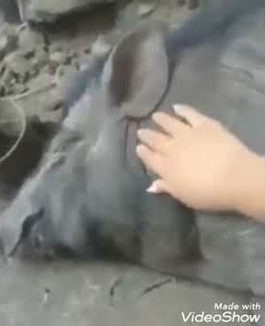 Lagu lucu ... MODOM MAHO BABI 🤣🤣 VIRALL....