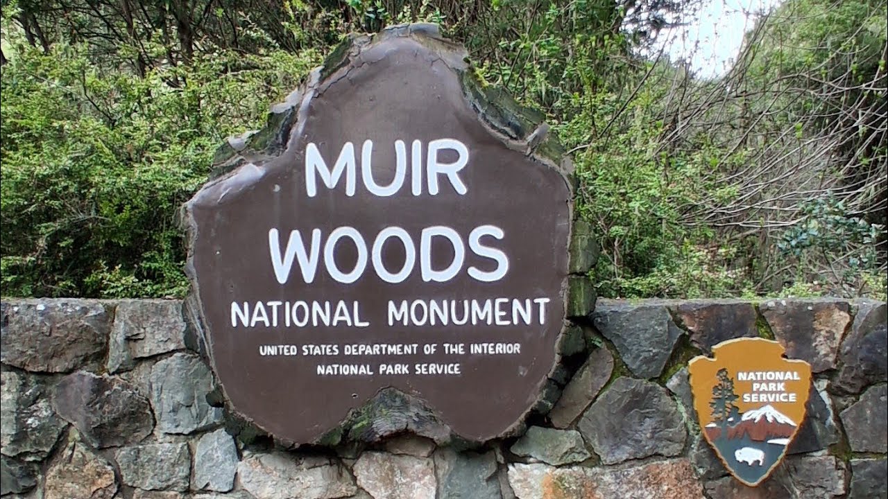 Muir Woods National Monument. Mill Valley, California. So beautiful!
