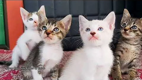 Watch the video about Tiny Cute Kittens is so Cute😍 Aww so Cute and Playful #meow #kitten #catvideos #catlover #kitty