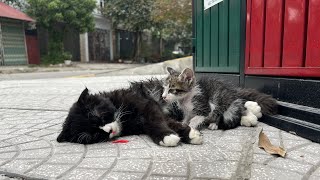 The Mother Cat Was Struggling For Survive And Kitten's Cry for Help. A miracle happened..!