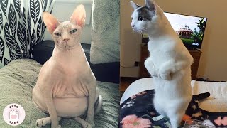 101 SUPER Weird Cats  🐱 You will not be able to hold laugh