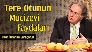 Tere Otunun Mucizevi Faydaları Prof İbrahim Saraçoğlu