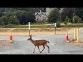 Black-tailed Deer (Odocoileus hemionus columbianus) at the Esquimalt Lagoon Migratory Bird Sanctuary