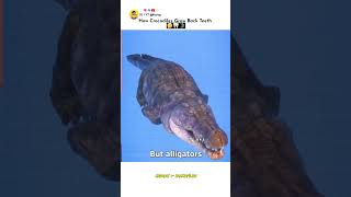 How Crocodiles Grow Back Teeth 😮 Credits: to Zack D Films. #ytshort #factsinhindi #shortsfeed
