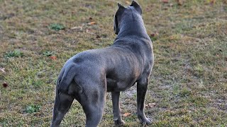 9 month old female cane corso Blue