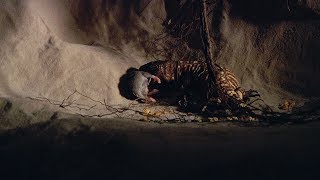 Celebrity Beaded Lizard Eats Rat 01 Footage Wealth