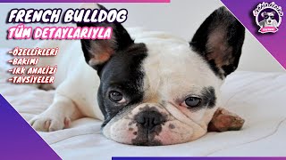 French Bulldog Yavru(FRANSIZ BULLDOG YAVRU SAHİPLENME)