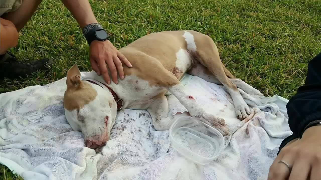 1 dog killed, 1 shot by man claiming that dogs were attacking his cat