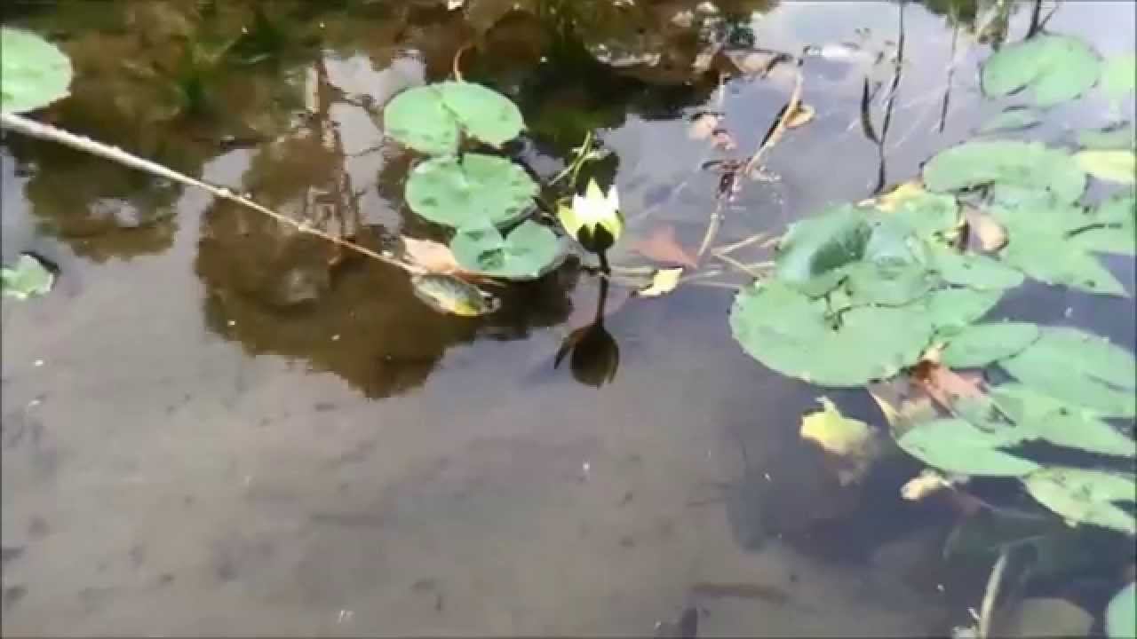 3x Telephoto Lens (3x Zoom Lens) Review / Test with an iPhone 6 Plus (SKU DCK004436) YouTube