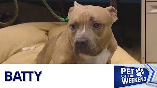 Pet of the Weekend: Meet Batty | FOX 7 Austin