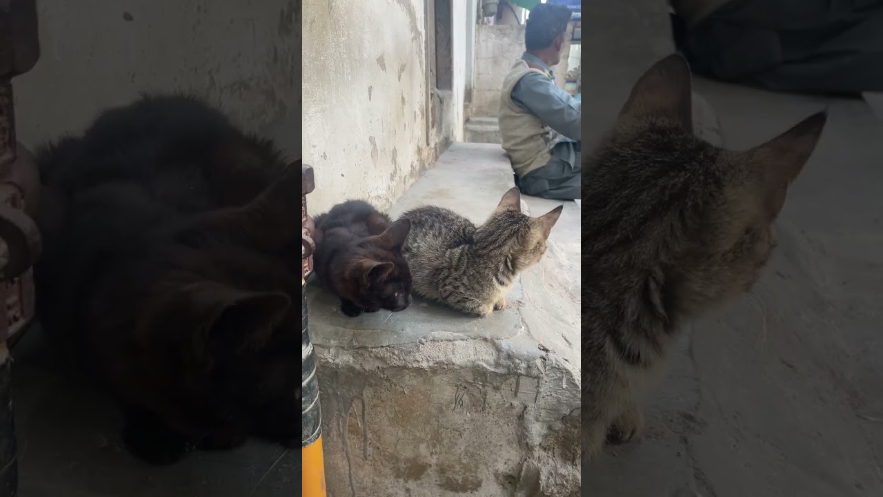 Black panther like stray abandoned cute babies of cat 