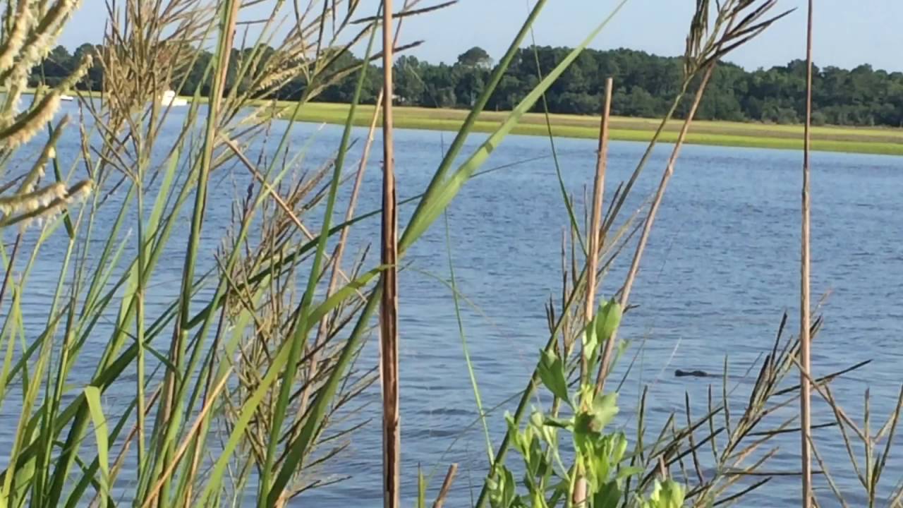 Grimball Gates Island Alligator YouTube