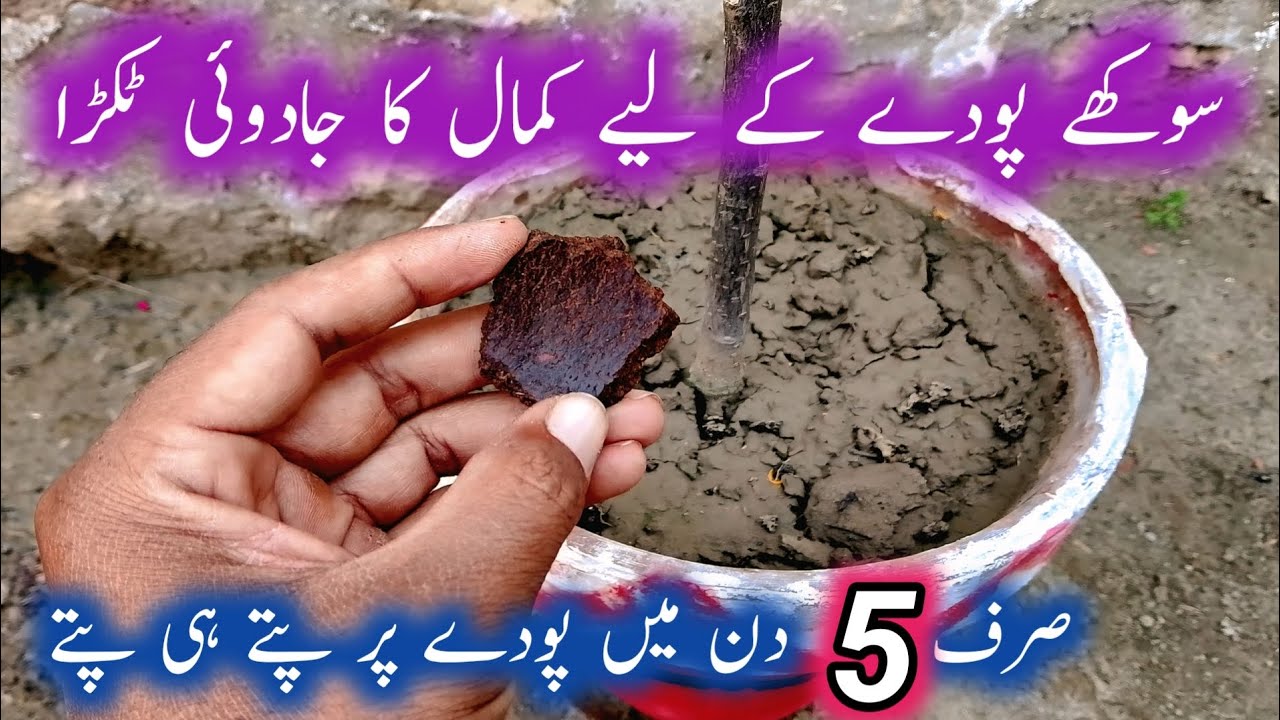 How to make organic liquid fertilizer for plants | Sukhe podon ko kaise thik kren | plants care