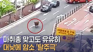 마취총 3발 맞고도 유유히…대낮에 암소 '탈주극' / SBS