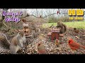 Entertain Your Pets ЁЯР ЁЯШ ЁЯУ NO MID ROLL ADS 10 Hour Cat Dog TV Birds Squirrels Entertain Your Pets ЁЯР ЁЯШ ЁЯУ NO MID ROLL ADS 10 Hour Cat Dog TV Birds Squirrels