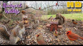 Entertain Your Pets [NO MIDROLL ADS] 10 hour Cat & Dog TV | Birds & Squirrels