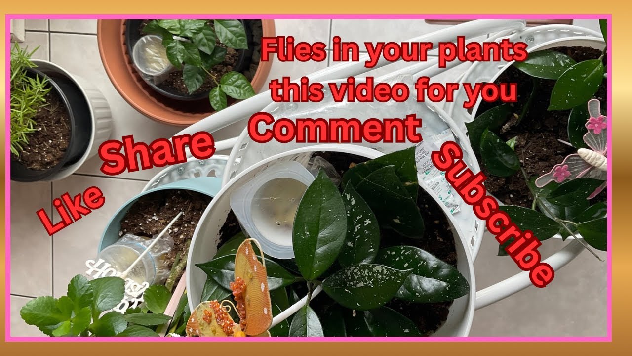 How to get red form fruit flies easy tip for my YouTube family friends 