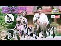 คอกสายรุ้ง บอสตัน เทอร์เรีย กรุงเทพฯ @Anajak226 #boston #bostonterrier #doglove #petshub #exotic 
