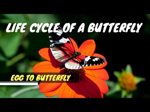 Life cycle of