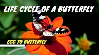 Life cycle of a Butterfly | Egg to butterfly | metamorphosis | a short film by Make Dream Come true