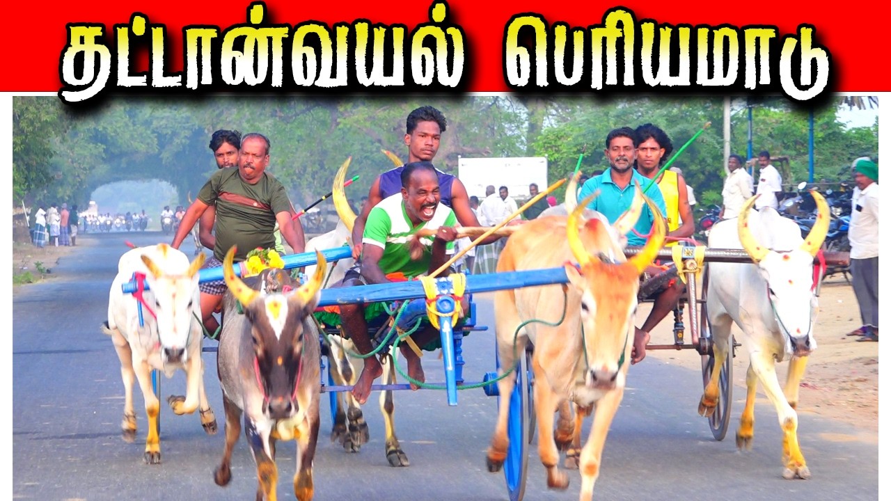 தட்டான்வயல் பெரியமாடு  03/03/2026 #krish_studio_kattumavadi