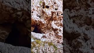 Spider-tailed Horned Viper in Action