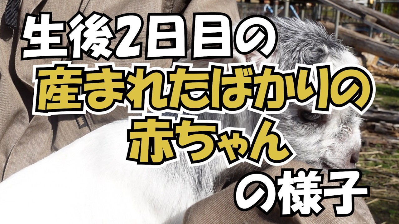 生後2日目の産まれたばかりの赤ちゃんの様子#275【土曜日】0509 - YouTube 生後2日目の産まれたばかりの赤ちゃんの様子#275【土曜日】0509 - YouTube