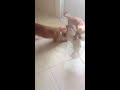 Playful puppies inside the house mom doesnt know