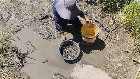 Giải cứu cá rô đồng mắc cạn (T133) cá rô bí mắc cạn 