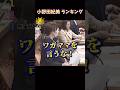 小野田紀美 ランキング #ランキング #面白い #政治 #小野田紀美