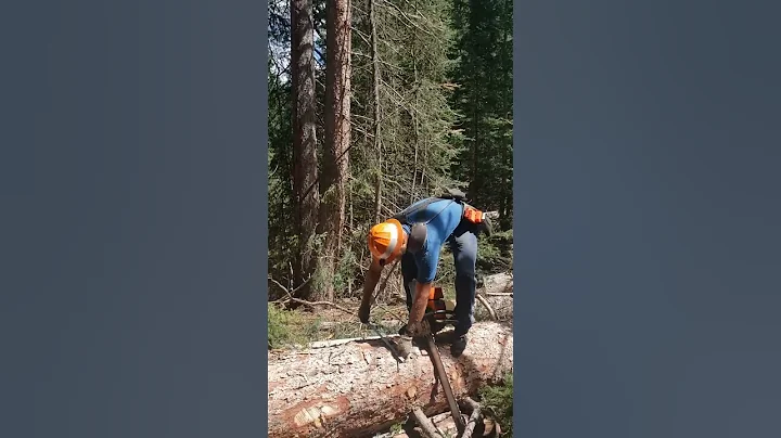 The Money log! 800 board feet in the first section. Using a Stihl 044 Chainsaw