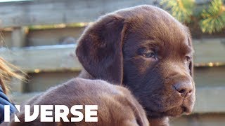 Which Labrador dog has the shortest life span? | Inverse