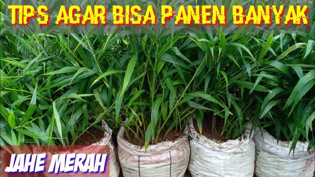 Tips Agar Rimpang Jahe Merah Bersusun Dalam Karung Agar Hasil Panen Banyak