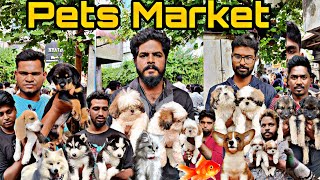 Chennai Broadway Pets Market | Top Quality Husky Puppies in Open Market | Sunday Pets Offer Price