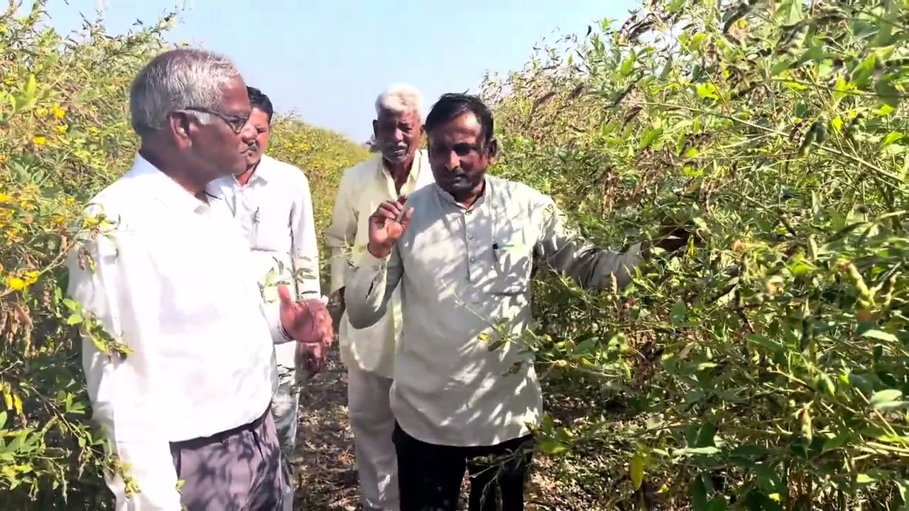 अमर पट्टा पद्धतीने सोयाबीन + तूर लागवड.