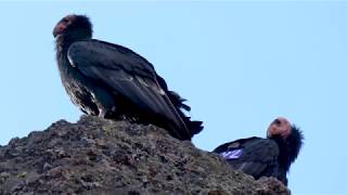 California Condors 726, 692 (and eventually 463) Intrigued by Bubbles from Below