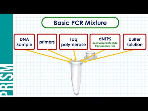 Video: Ano ang mga bahagi ng PCR?