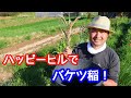 『自然農法』　バケツ稲の育て方　ハッピーヒルを育ててみよう！！のお知らせ