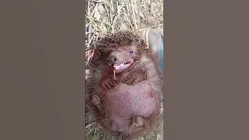 بوخرازة في قبضت بودا 